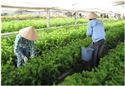 Nhật Bản mở rộng cửa tiếp nhận thực tập sinh nông nghiệp Việt Nam