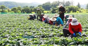 Cuối năm, Hàn Quốc tuyển bổ sung 22.700 lao động nước ngoài làm nông nghiệp