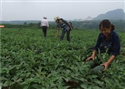Đào tạo nghề cho nông dân: Cần quan tâm đến lao động nữ