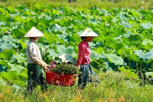 Thất nghiệp vì Covid-19, nhân viên du lịch 