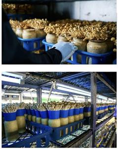 Thông báo tuyển lao động đi trồng nấm tại Đài Loan